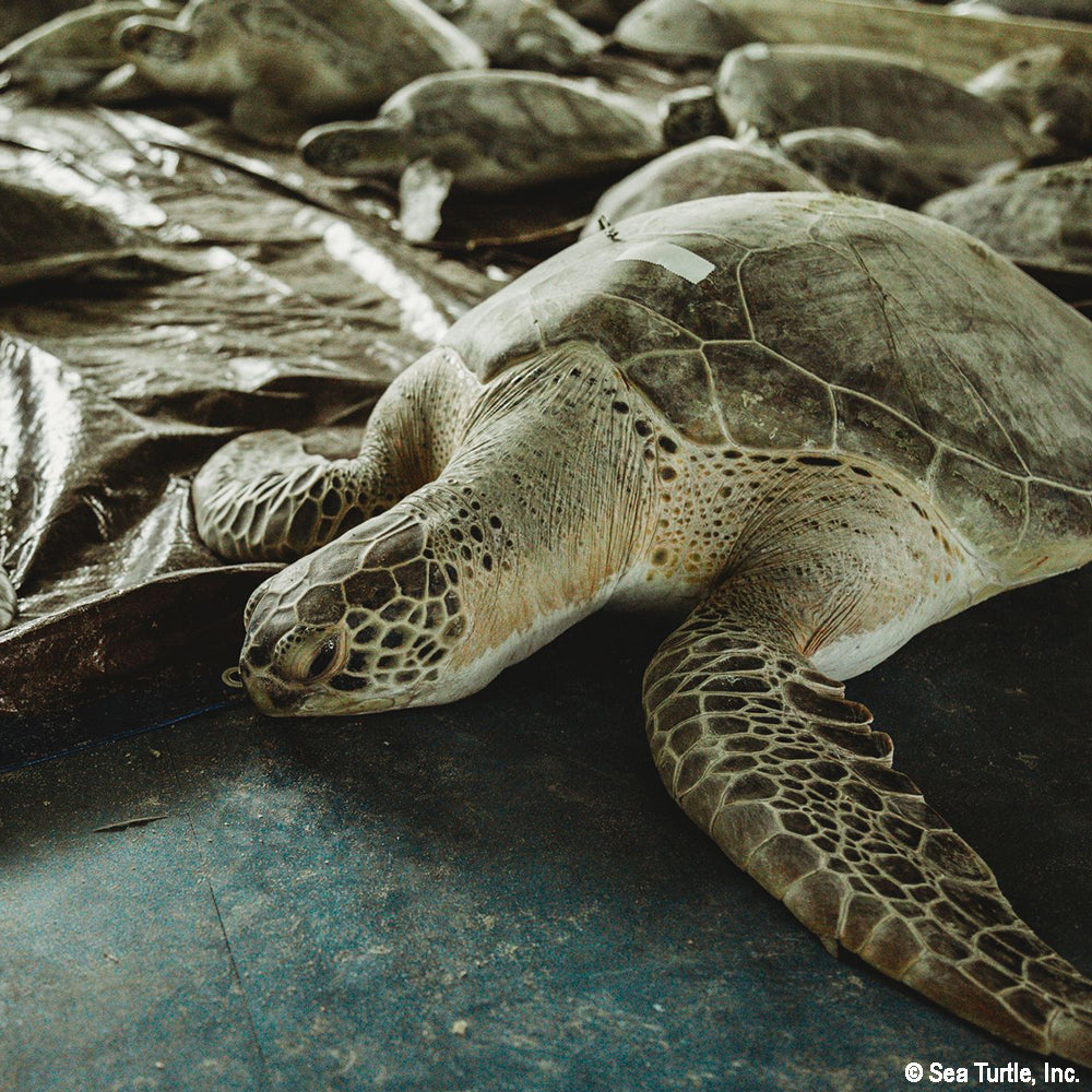 Close-up of a turtle with a bandage on its shell, surrounded by other turtles.