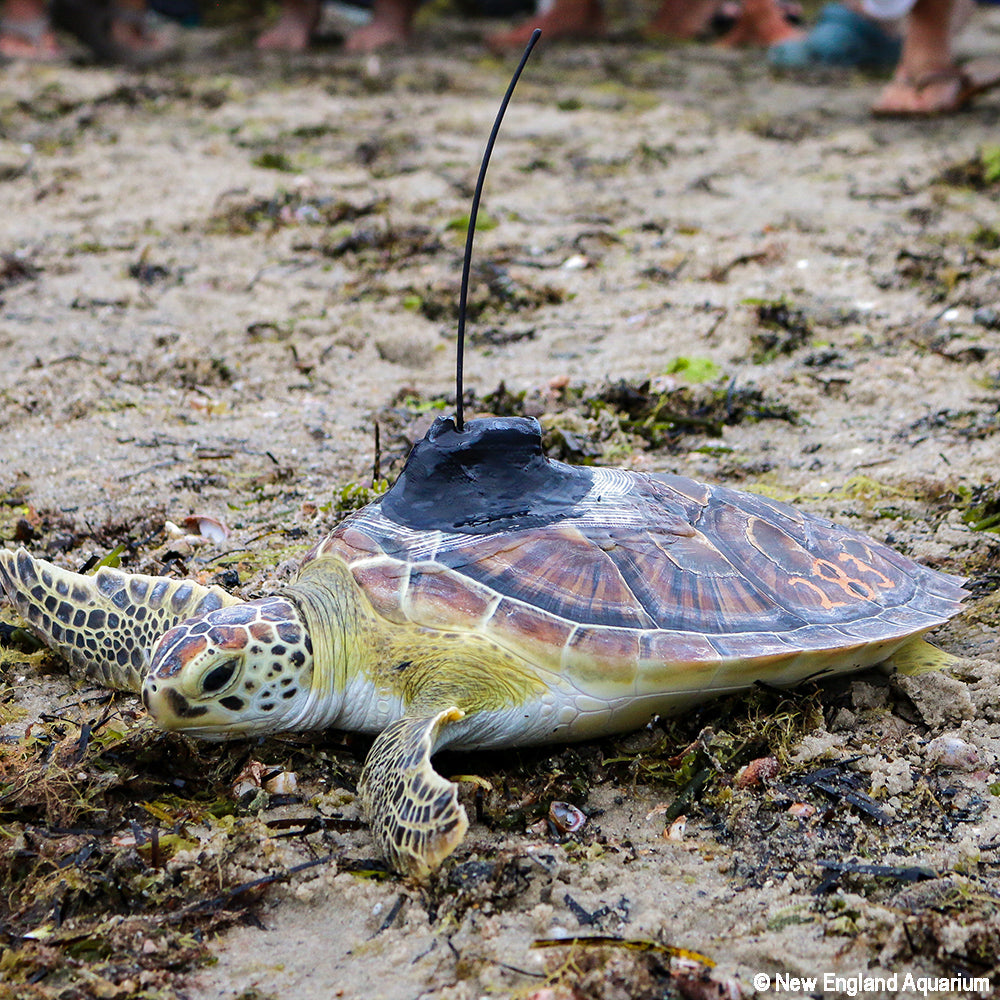 Green sea turtle with a tracker on its back on a sandy beach