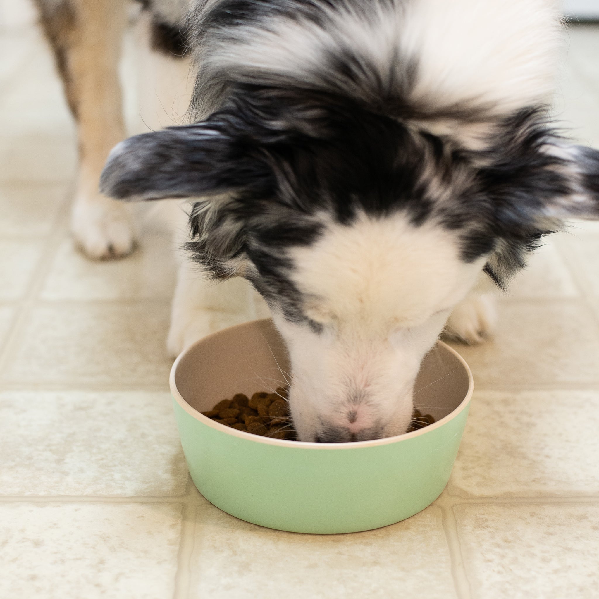 Patterned Bamboo Dog Bowls - 4 styles