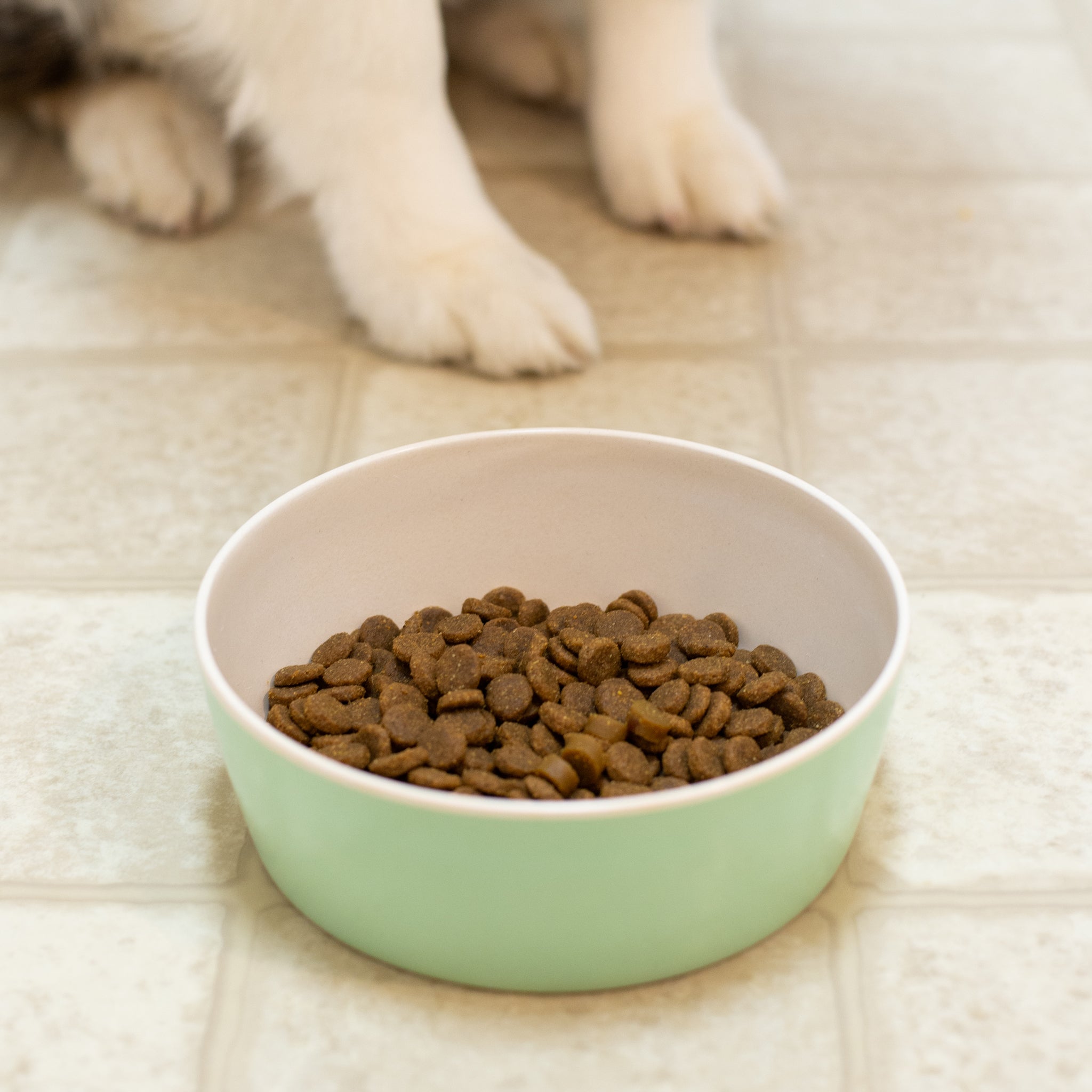 Patterned Bamboo Dog Bowls - 4 styles